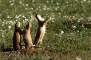 ground squirrels in badlands...